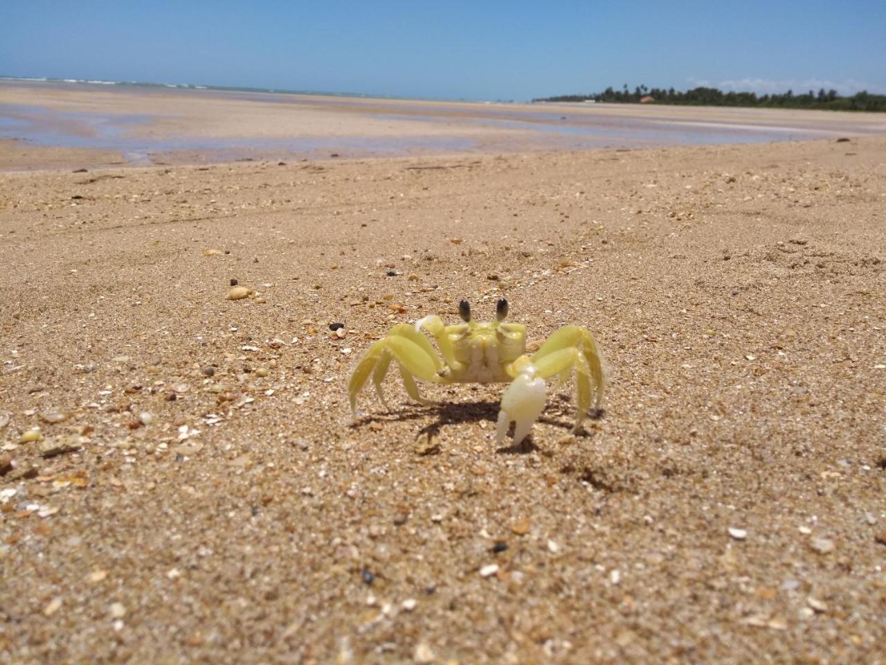 Pousada Refugio Dos Milagres São Miguel dos Milagres エクステリア 写真